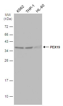 PEX19 Rabbit Polyclonal Antibody
