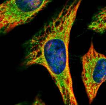 PEX19 antibody
