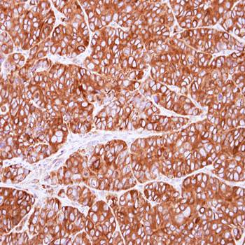 PEX19 antibody