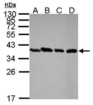 PEX19 antibody