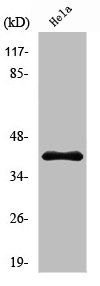 PEX3 Antibody