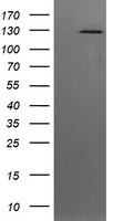 PFDN6 Antibody