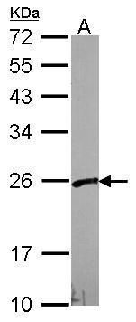 PFDN3 antibody