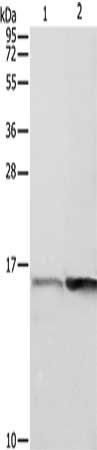 PFN1 Antibody