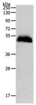 PGA3/PGA4/PGA5 antibody