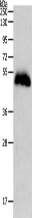 PGA3/PGA4/PGA5 Antibody
