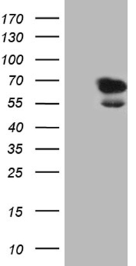 PGAM4 Antibody