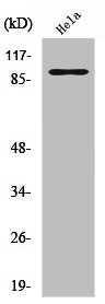 PGBD1 Antibody