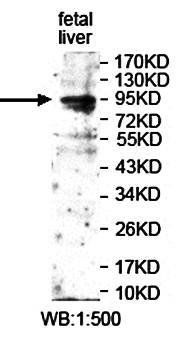 PGBD1 Rabbit Polyclonal Antibody