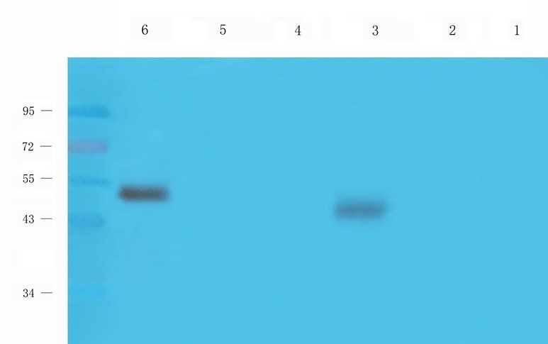 PGBD5 Rabbit Polyclonal Antibody