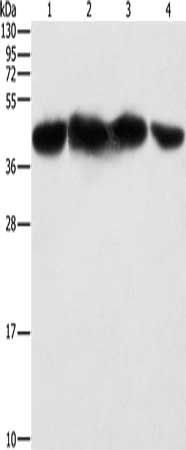 PGK2 Antibody