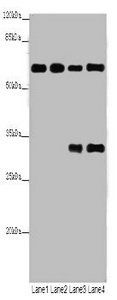 PGM1 Antibody