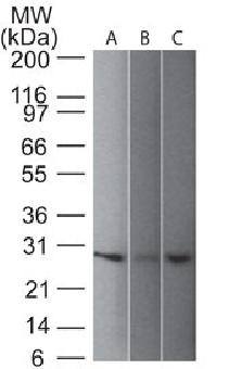 UCHL1 Antibody