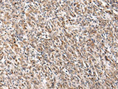 PGRMC2 Antibody