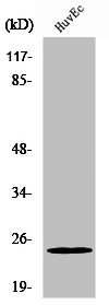 PGRMC2 Antibody