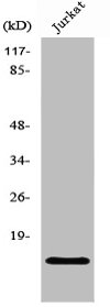 PHLDA3 Antibody