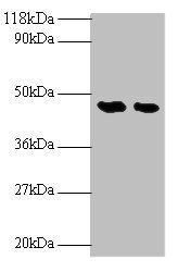 LCAT Antibody