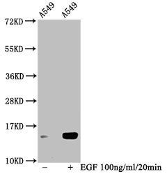 HIST1H2BC Antibody