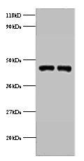 PGK1 Antibody