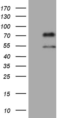 PLA2G2A Antibody
