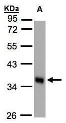 Phospholipid scramblase 1 Rabbit Polyclonal Antibody