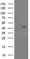 PPAT Antibody