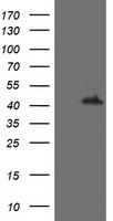 PPAT Antibody