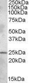 PHR1 Antibody