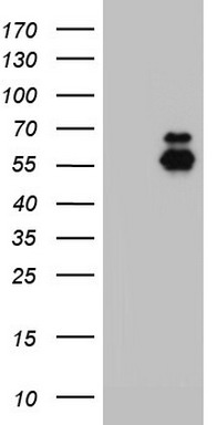 PI 3 Kinase Class 2A Antibody