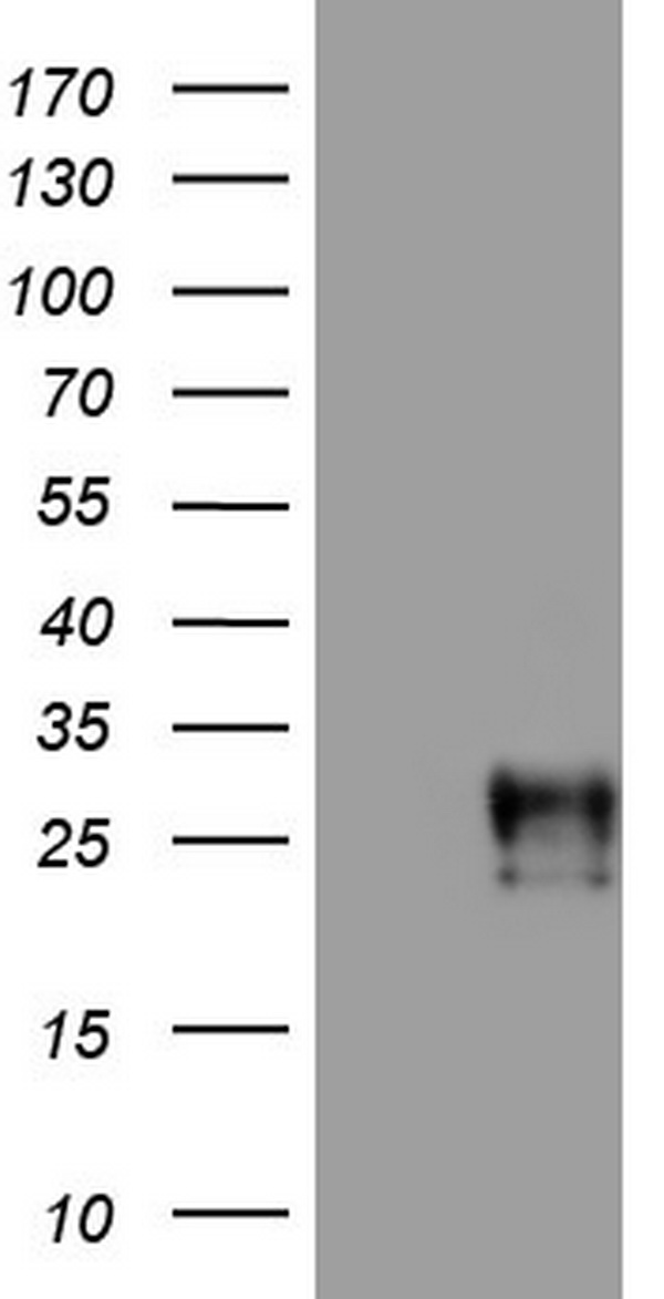 PIK3C2A Antibody