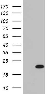 PIK3R4 Antibody