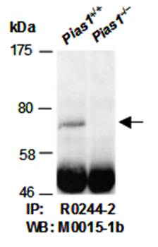 PIAS1 (C) Antibody, Rabbit Polyclonal