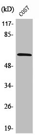 PIAS2 Antibody