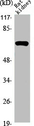 PIAS3 Antibody