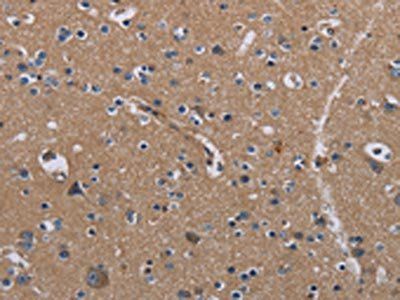 PIDD1 Antibody