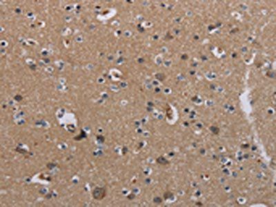 PIDD1 Antibody