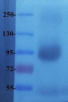 PIGR Rabbit Polyclonal Antibody