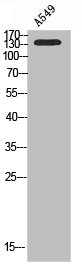 PIK3C2G Antibody