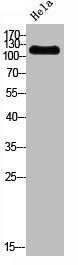 PIK3CA Antibody