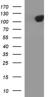 PIK3R5 Antibody