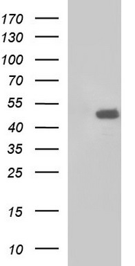 PIK3R5 Antibody