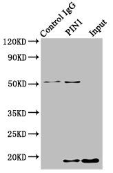 PIN1 Antibody