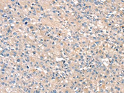 PIN1 Antibody