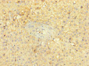 PITPNC1 Antibody