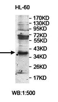 PITPNC1 Rabbit Polyclonal Antibody