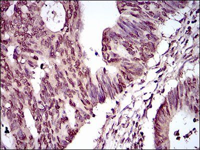 PIWIL4 Antibody