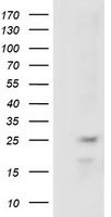 PRKAR2A Antibody