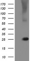 PRKAR2A Antibody