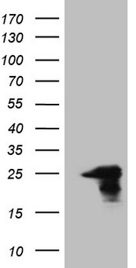 PRKD3 Antibody