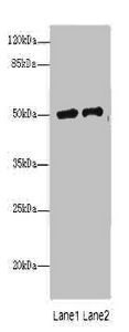 PLA2G7 Antibody